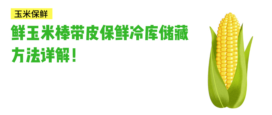 鮮玉米帶皮保鮮冷庫儲藏方法介紹