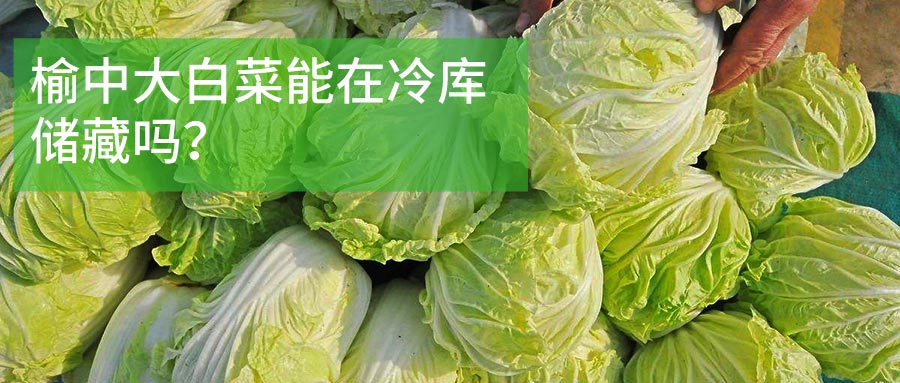 榆中大白菜冷庫儲(chǔ)藏