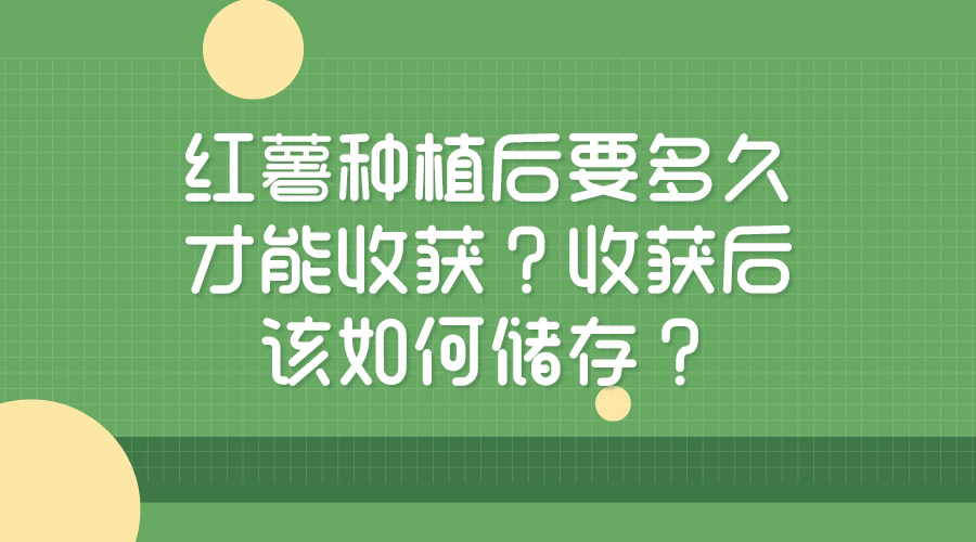 紅薯種植后要多久才能收獲？收獲后該如何儲存？