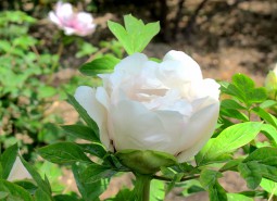 臨夏河州牡丹800平米花卉（鮮花）保鮮冷庫設(shè)計方案