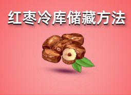 鮮紅棗（大棗）冷庫儲(chǔ)藏方法指南，保鮮50天！